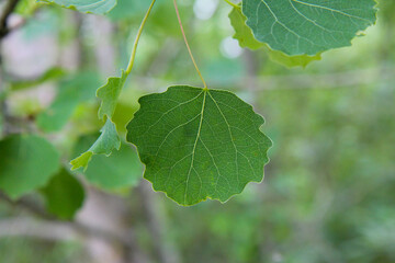 Green aspen leaves.