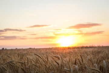 Large wheat field at sunset, golden wheat field