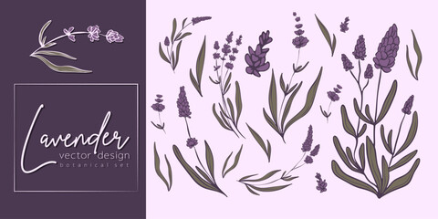 Botanical line set of a lavender branch illustration for wedding invitation and cards, logo design, web, social media and posters template. Elegant minimal style floral vector isolated.