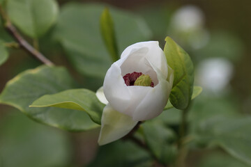 Blooming white magnolia.
