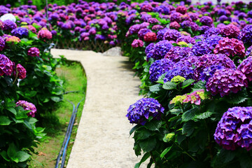 beautiful Garden scenery with blooming colorful Hydrangea or Big-leaf Hyrdangea flowers and Path
