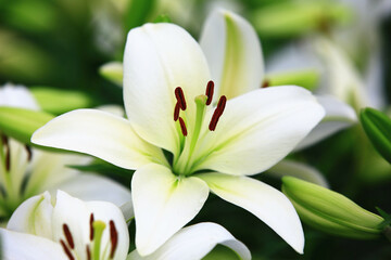 Oriental Lily or Fragrant Lily flowers and buds growing in the garden
