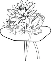 Sketch of water lily flower illustration hand-drawn botanical leaf buds isolated on white, spring flower and ink art style, botanical garden element bouquet of waterlily, waterlily wall decor