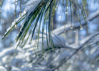 Snow covered pine needles against blurred forest background