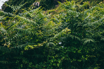 Green leaves of leafy ferns and other plants in a forest. Horizontal background and leaf textures. Concept of nature and forest