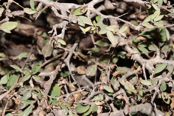 Backhousia oligantha plant shot under flash light in dark night