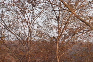 Closeup of branches of brown dried trees with aravlli hills in the background , gurugram, bird