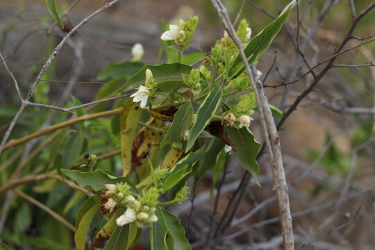 A green Plant of Justicia adhatoda vasica or malabar nut plant in selective focus and background blur, with spikes