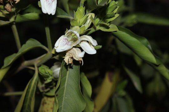 A green Plant of Justicia adhatoda vasica or malabar nut plant in selective focus and background blur, night photo