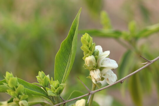 A green Plant of Justicia adhatoda vasica or malabar nut plant in selective focus and background blur, blured