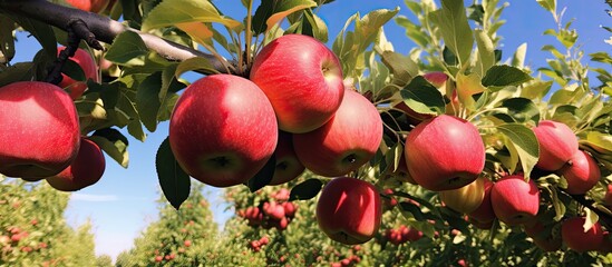 Abundant ripe apples on the apple tree in our front yard.