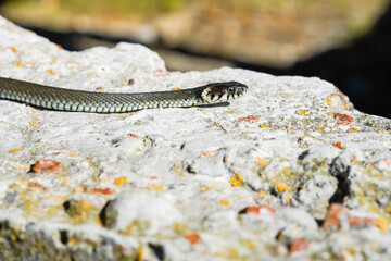 Not a poisonous snake. A snake basks in the spring sun in a city construction site. The...