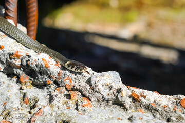 Not a poisonous snake. A snake basks in the spring sun in a city construction site. The cold-blooded snake warms its body on the asphalt in anticipation of prey.