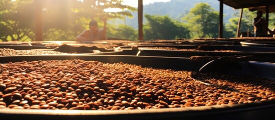 High-quality coffee beans undergo the honey drying process in a Thai plantation north of Chiang Rai. - obrazy, fototapety, plakaty