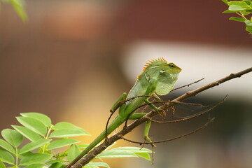 green chameleon on a branch