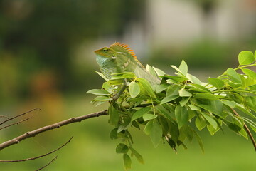 chameleon at green leaves on a branch