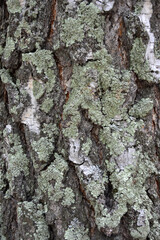Tree bark texture with moss