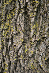 Tree bark texture with moss