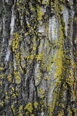 Tree bark texture with moss