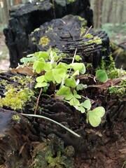 Oxalis bush with white flowers on an old stump, perennial groundcover in the forest.