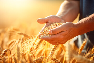 Hands of a male farmer pouring grain at sunset. Harvest season in the farmlands. Concept of good harvest, care and quality control.
 - Powered by Adobe