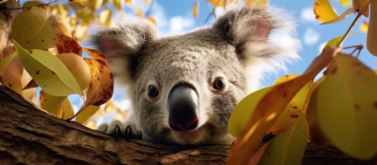 Fototapeten Downward-facing koala in Eucalyptus tree photographed from below © TheWaterMeloonProjec