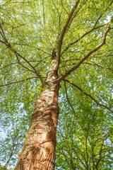 Fototapeta premium Populus x canadensis Robusta Holzpappel