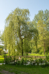 Salix alba Tristis Trauerweide Habitus