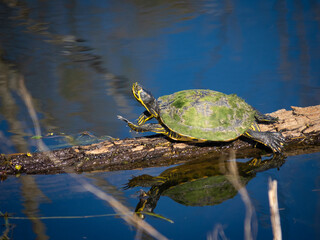 Florida Cooter on a branch in a pond