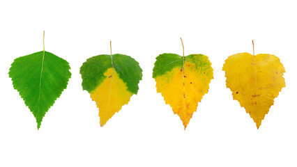 Various colors of birch leaves isolated on white background, leaf life stage, top view. The concept...