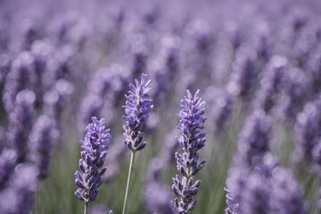 Obraz premium Violet lavender field. Lavanda purple flowers beautiful sunshine blooming in a garden, Latvia