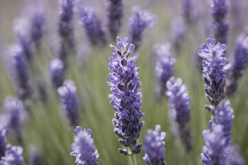 Obraz premium Violet lavender field. Lavanda purple flowers beautiful sunshine blooming in a garden, Latvia