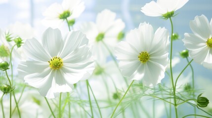  a bunch of white flowers with green stems in the foreground and a blue sky with clouds in the background.