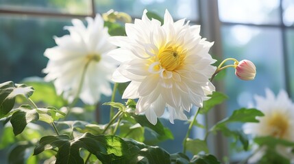  a close up of a white flower with green leaves in the foreground and a large window in the background.