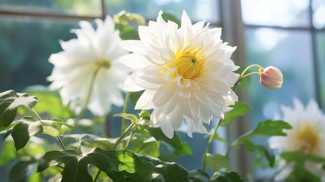  a close up of a white flower with green leaves in the foreground and a large window in the background.