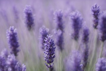 Obraz premium Violet lavender field. Lavanda purple flowers beautiful sunshine blooming in a garden, Latvia