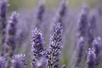 Obraz premium Violet lavender field. Lavanda purple flowers beautiful sunshine blooming in a garden, Latvia