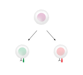 T Cell, CD4+ helper T cell and CD8+ cytotoxic T cell, CD Antigen Types, CD4 And CD8. T lymphocyte types. Vector Illustration.	
