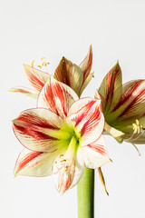 Variegated red and white Amaryllis blossoms against a light background.