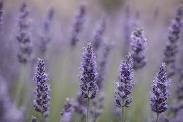 Obraz premium Violet lavender field. Lavanda purple flowers beautiful sunshine blooming in a garden, Latvia