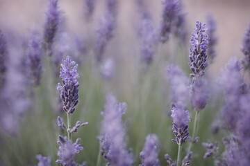 Obraz premium Violet lavender field. Lavanda purple flowers beautiful sunshine blooming in a garden, Latvia