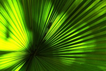 green palm leaf