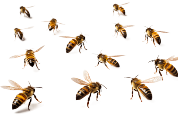 flying bees isolated on transparent background