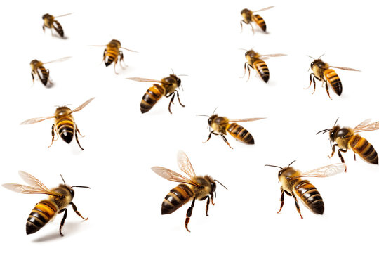 flying bees isolated on transparent background