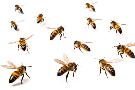 flying bees isolated on transparent background