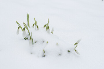 First snowdrops in the snow, beautiful snowdrops in spring
