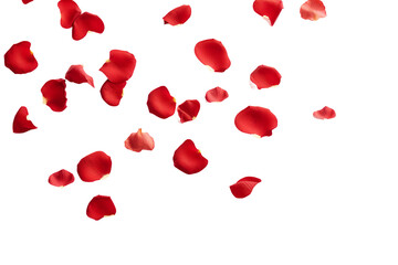 rose petals flying isolated on transparent background - obrazy, fototapety, plakaty