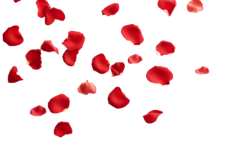 rose petals flying isolated on transparent background