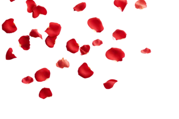 Zelfklevend Fotobehang rose petals flying isolated on transparent background © dobok