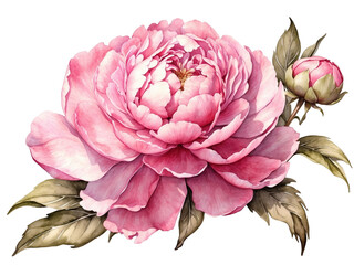 Pink peony  in PNG format or on a transparent background. A decorative and design element for a project, banner, postcard, business,.celebration, invitation. A beautiful colorful plant - peony.